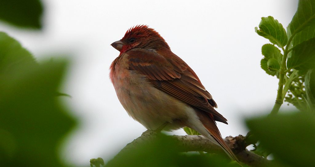 Dziwonia zwyczajna, dziwonia (Erythrina erythrina)