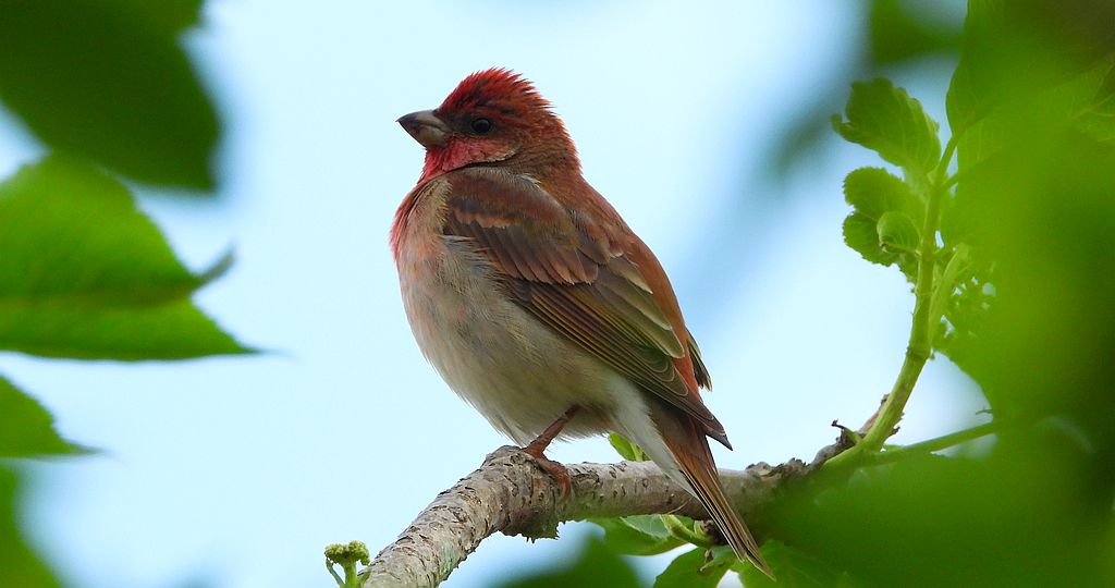 Dziwonia zwyczajna, dziwonia (Erythrina erythrina)