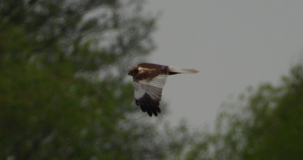 Błotniak stawowy (Circus aeruginosus)