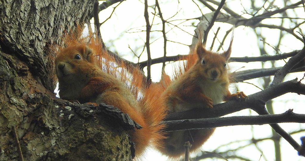Wiewiórka pospolita (Sciurus vulgaris)