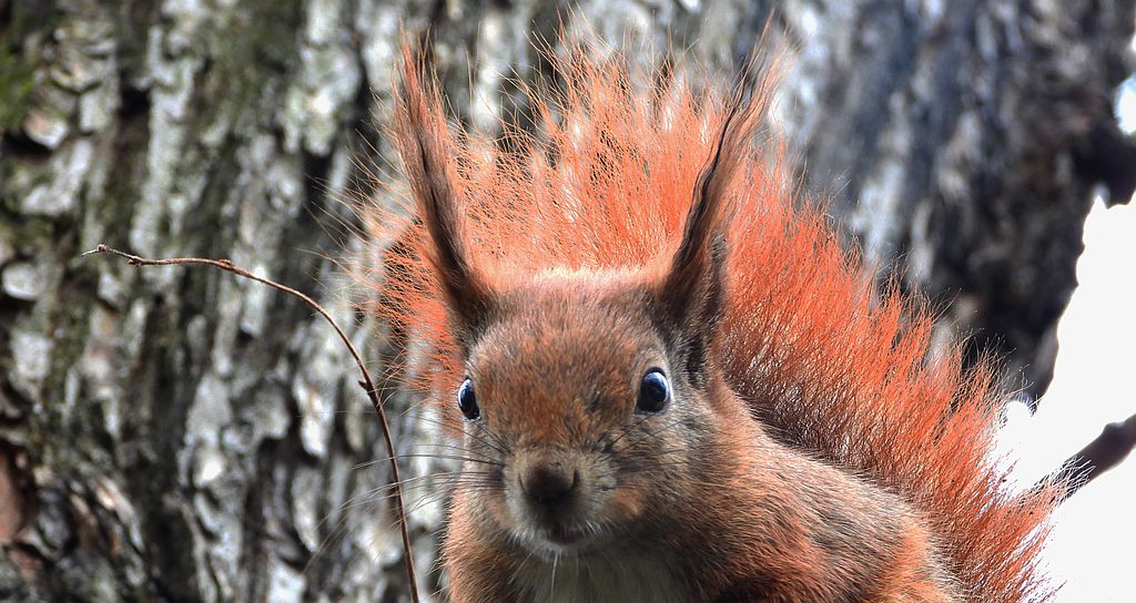 Wiewiórka pospolita (Sciurus vulgaris)