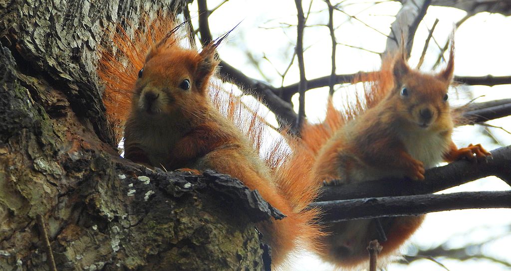 Wiewiórka pospolita (Sciurus vulgaris)