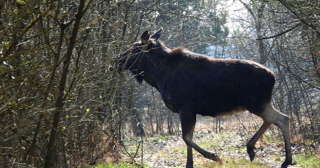 Łoś euroazjatycki (Alces alces)
