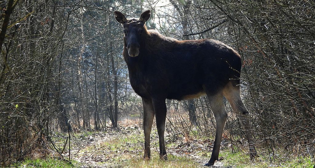 Łoś euroazjatycki (Alces alces)