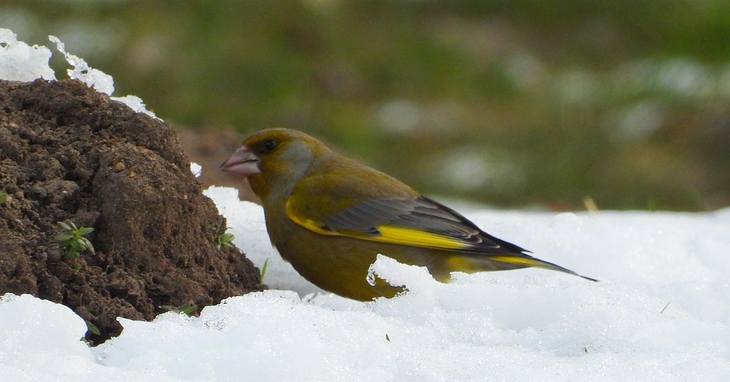 Dzwoniec zwyczajny, dzwoniec (Chloris chloris)