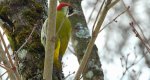 Dzięcioł zielony (Picus viridis)