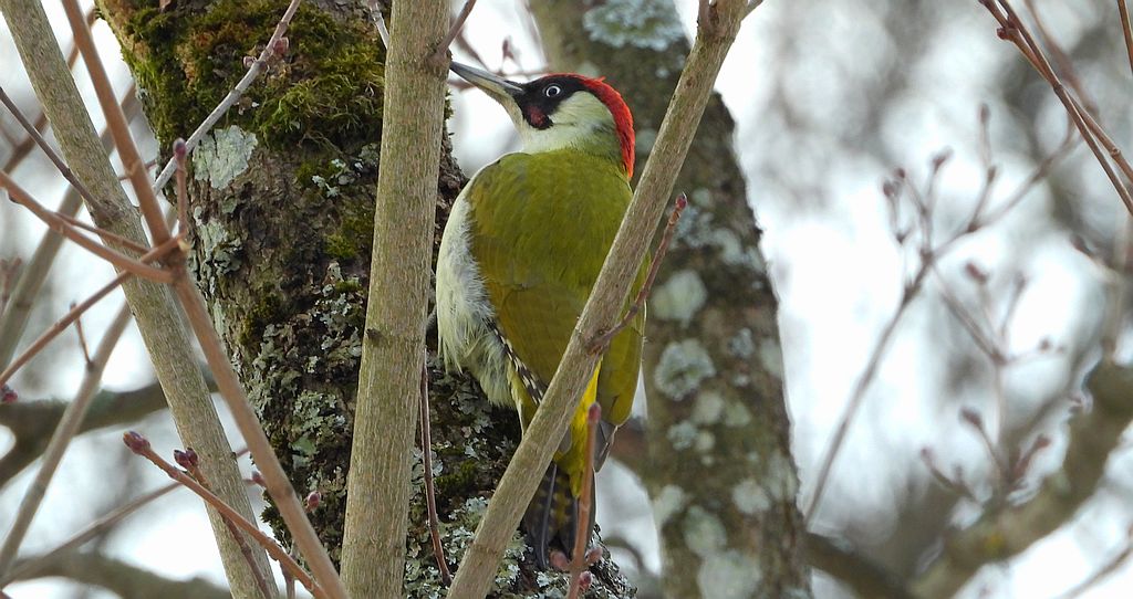 Dzięcioł zielony (Picus viridis)