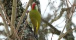 Dzięcioł zielony (Picus viridis)