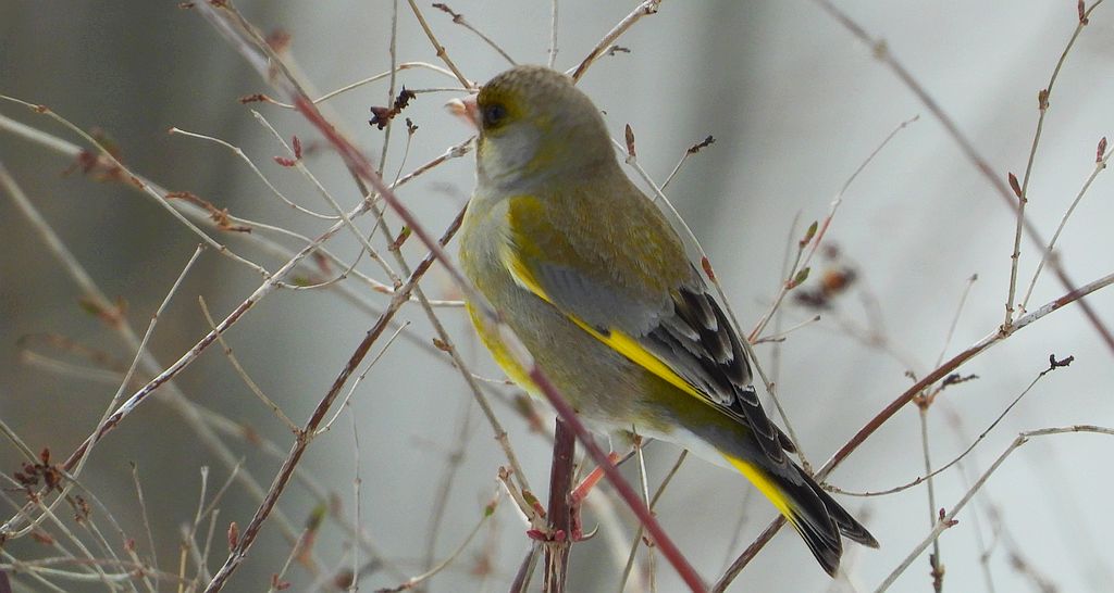 Dzwoniec zwyczajny, dzwoniec (Chloris chloris)