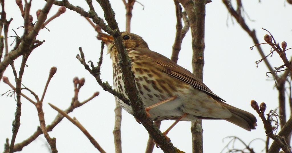 Drozd śpiewak, śpiewak (Turdus philomelos)