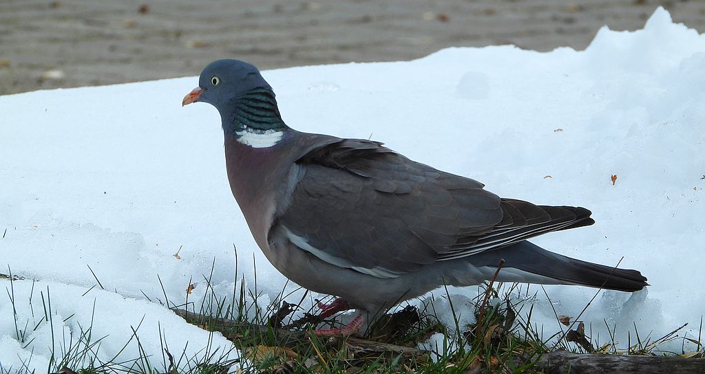 Grzywacz, gołąb grzywacz (Columba palumbus)