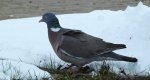 Grzywacz, gołąb grzywacz (Columba palumbus)