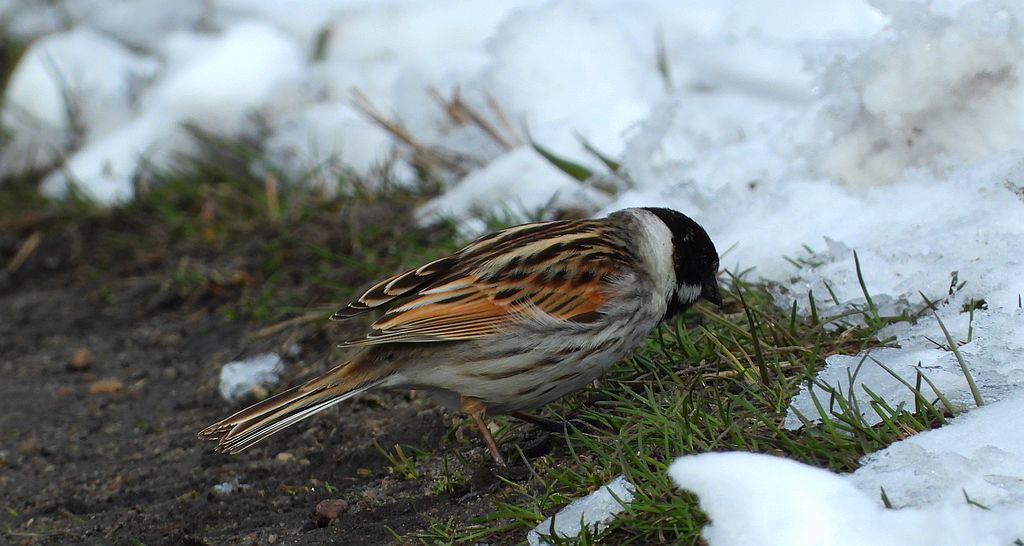 Potrzos zwyczajny, potrzos (Schoeniclus schoeniclus)