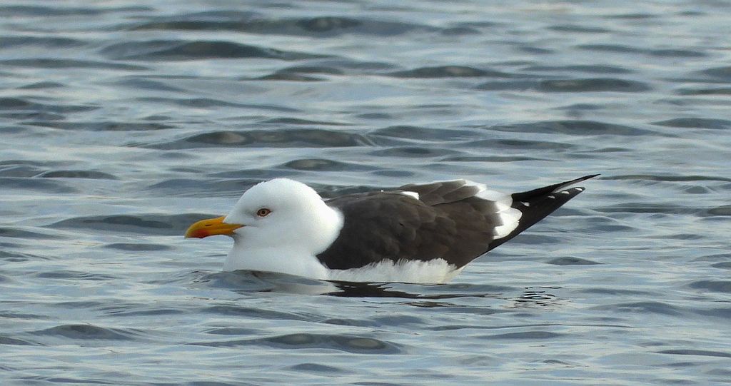 Mewa żółtonoga (Larus fuscus)
