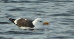 Mewa żółtonoga (Larus fuscus)