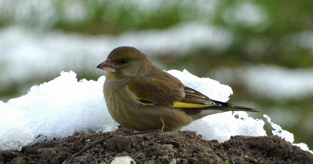 Dzwoniec zwyczajny, dzwoniec (Chloris chloris)