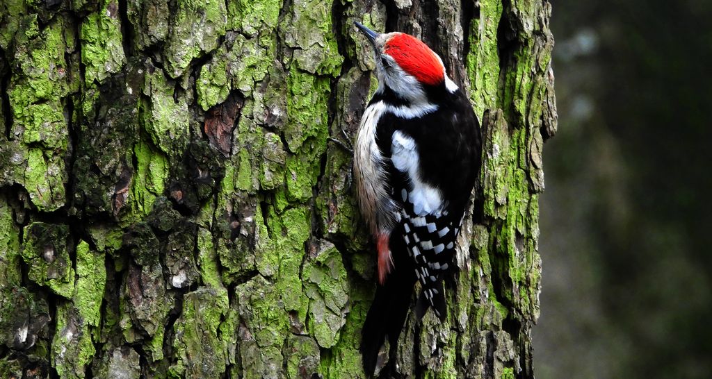 Dzięcioł średni (Dendrocoptes medius)