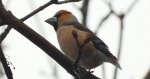 Grubodziób zwyczajny, grubodziób, pestkojad, grabołusk (Coccothraustes coccothraustes)