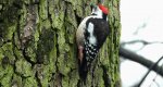 Dzięcioł średni (Dendrocoptes medius)