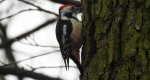 Dzięcioł średni (Dendrocoptes medius)