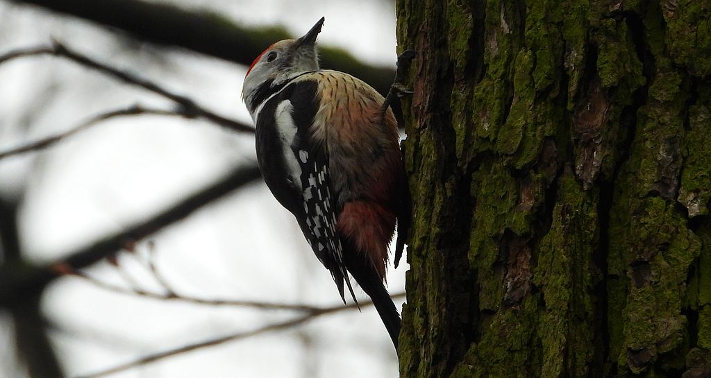 Dzięcioł średni (Dendrocoptes medius)