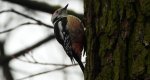 Dzięcioł średni (Dendrocoptes medius)