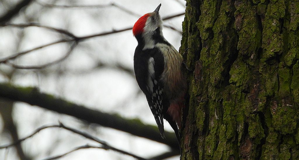 Dzięcioł średni (Dendrocoptes medius)