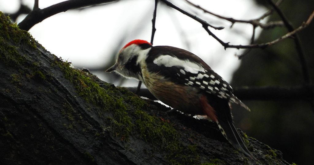 Dzięcioł średni (Dendrocoptes medius)