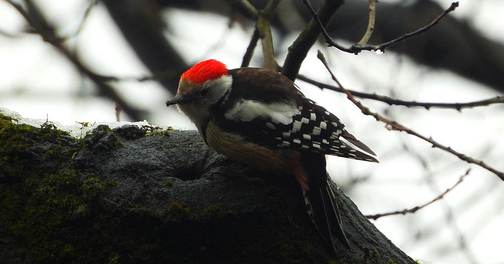 Dzięcioł średni (Dendrocoptes medius)