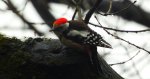 Dzięcioł średni (Dendrocoptes medius)