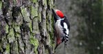 Dzięcioł średni (Dendrocoptes medius)