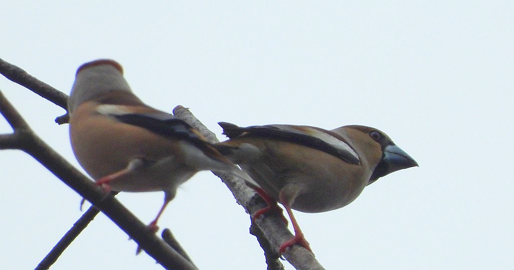 Grubodziób zwyczajny, grubodziób, pestkojad, grabołusk (Coccothraustes coccothraustes)