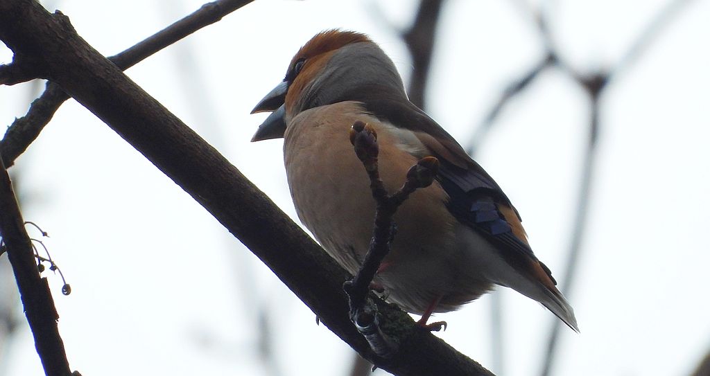 Grubodziób zwyczajny, grubodziób, pestkojad, grabołusk (Coccothraustes coccothraustes)