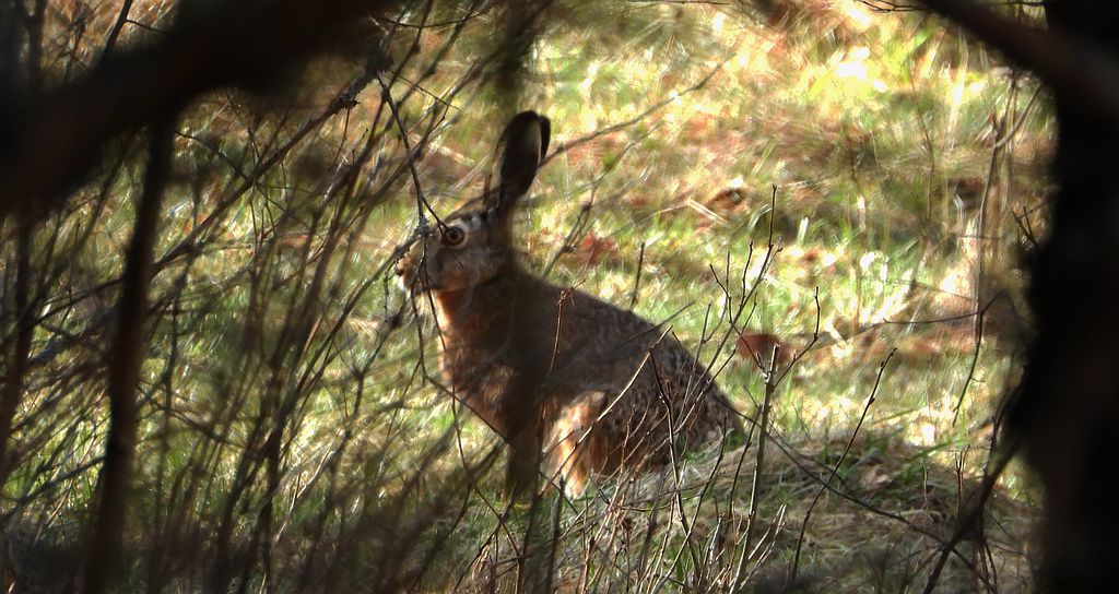 Zając szarak, szarak (Lepus europaeus)