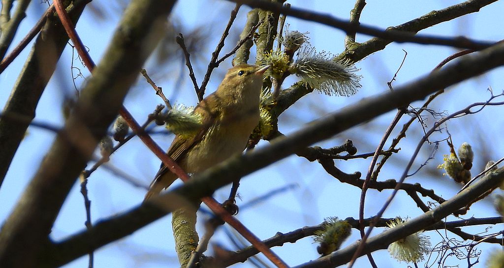 Piecuszek (Phylloscopus trochilus)