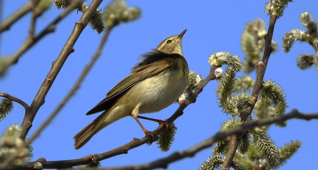 Piecuszek (Phylloscopus trochilus)