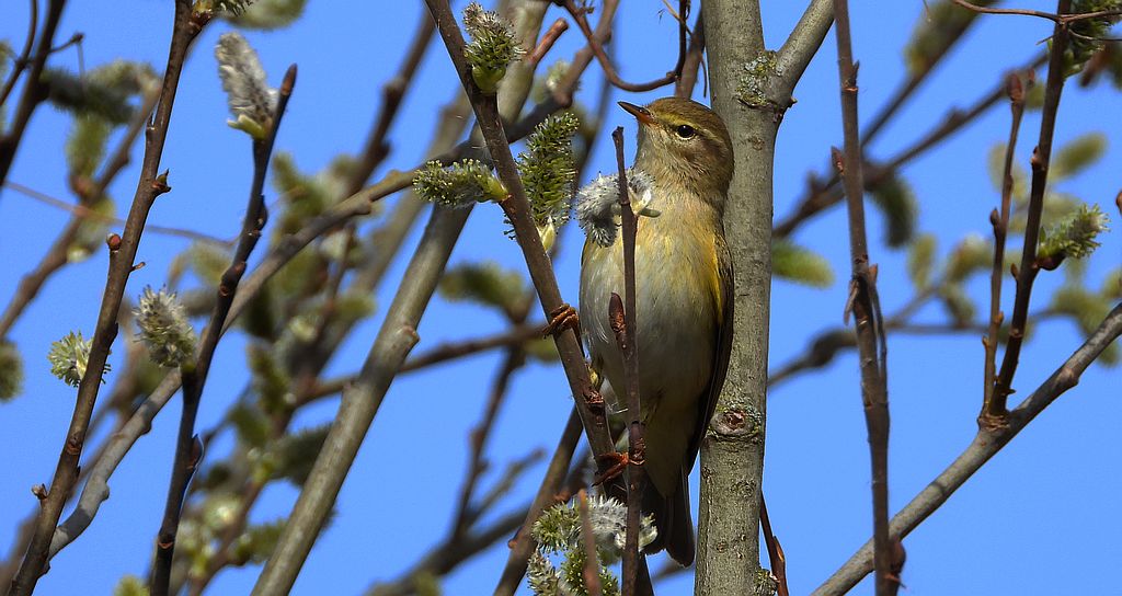 Piecuszek (Phylloscopus trochilus)