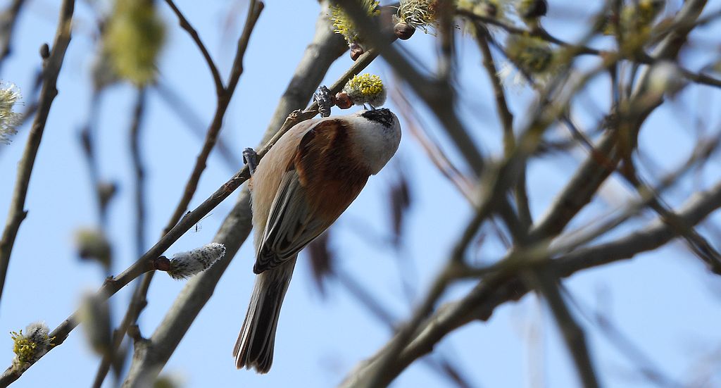 Remiz zwyczajny, remiz (Remiz pendulinus)