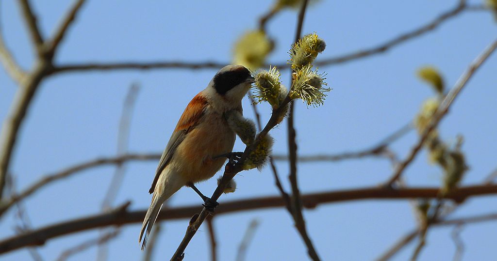 Remiz zwyczajny, remiz (Remiz pendulinus)