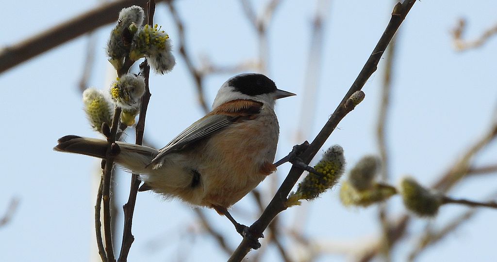 Remiz zwyczajny, remiz (Remiz pendulinus)