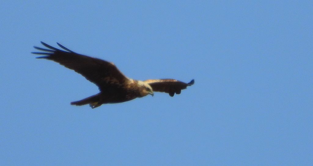 Błotniak stawowy (Circus aeruginosus)