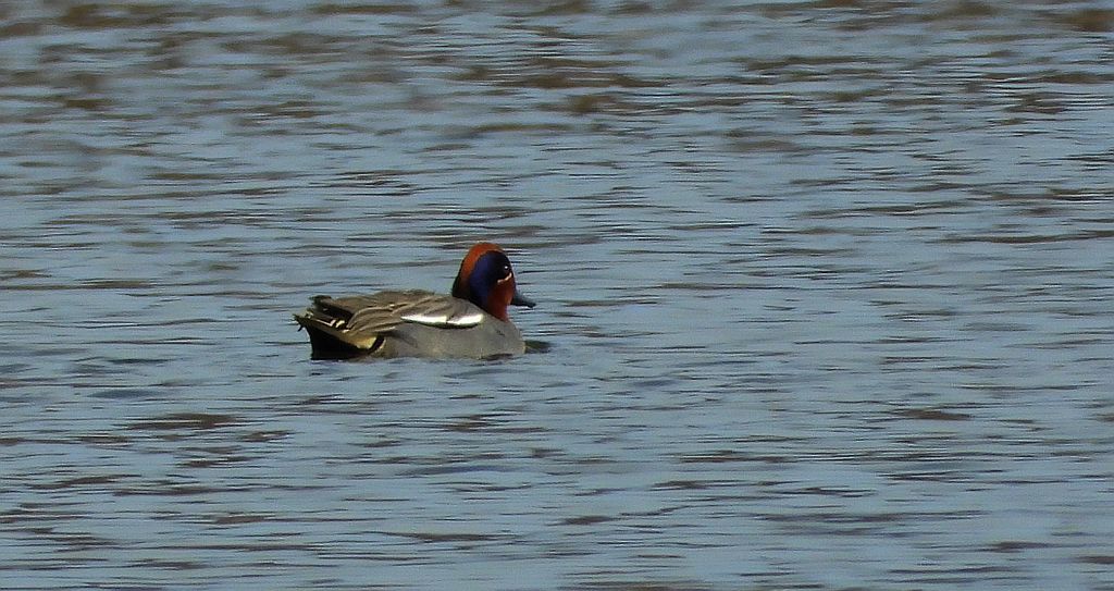 Cyraneczka zwyczajna, cyraneczka (Anas crecca)