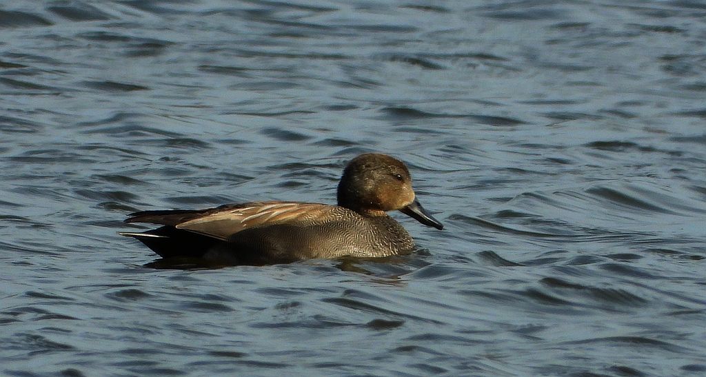 Krakwa, kaczka krakwa (Mareca strepera)