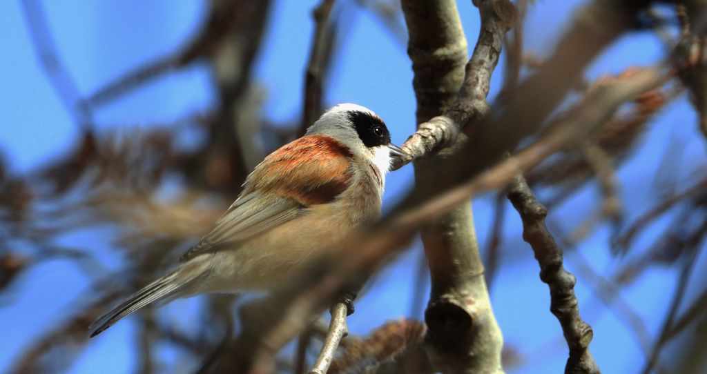Remiz zwyczajny, remiz (Remiz pendulinus)