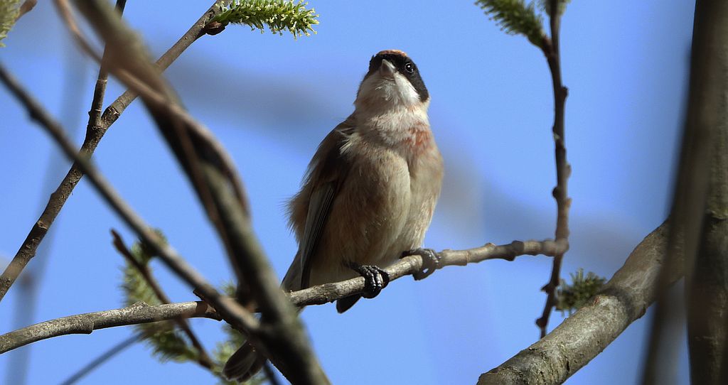Remiz zwyczajny, remiz (Remiz pendulinus)