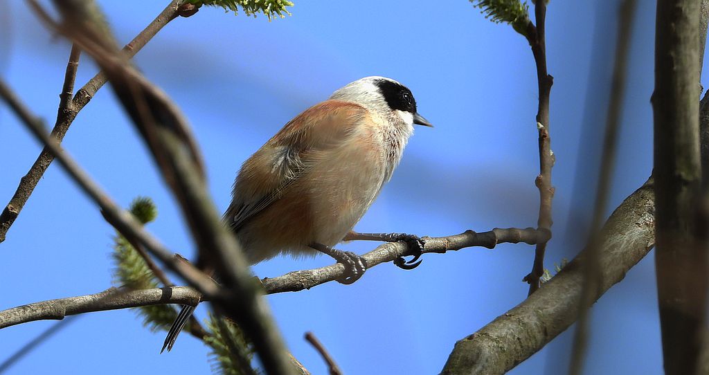 Remiz zwyczajny, remiz (Remiz pendulinus)