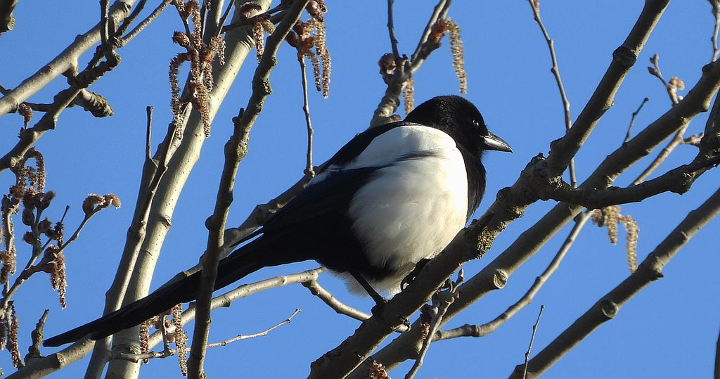 Sroka zwyczajna, sroka, sroka pospolita (Pica pica)