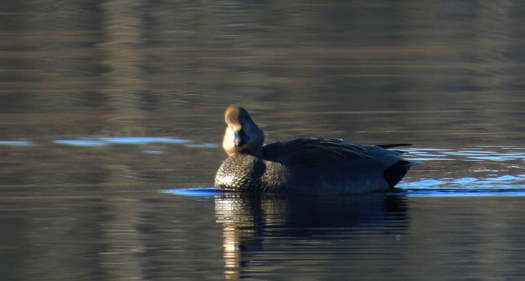 Krakwa, kaczka krakwa (Mareca strepera)