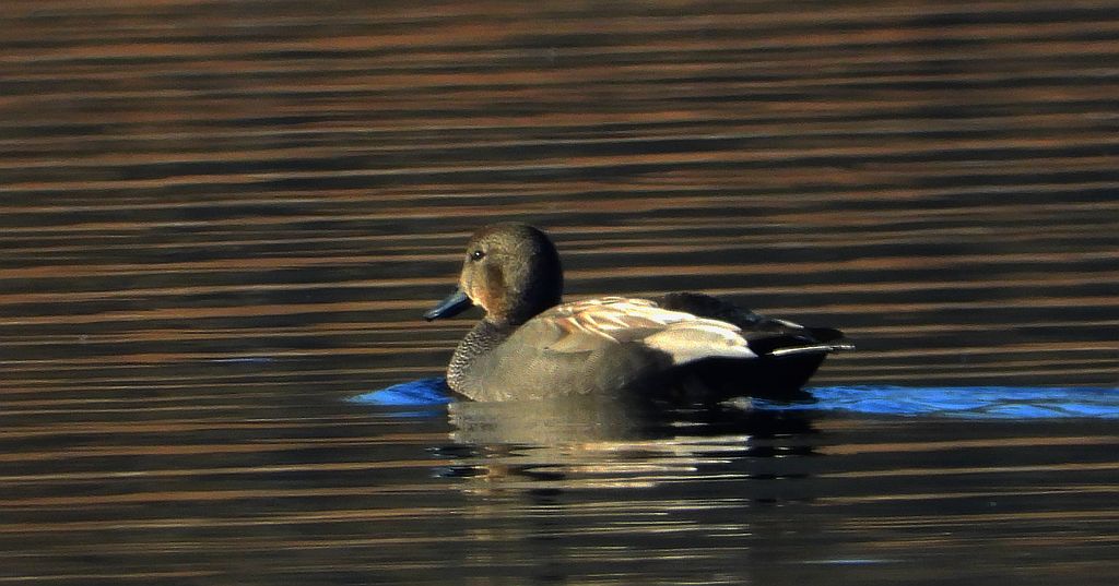 Krakwa, kaczka krakwa (Mareca strepera)