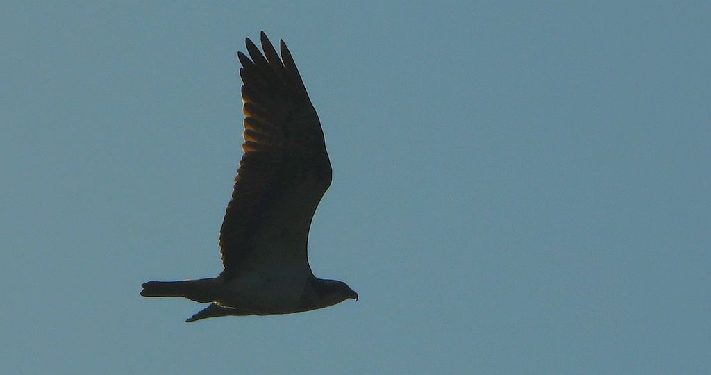 Rybołów (Pandion haliaetus)